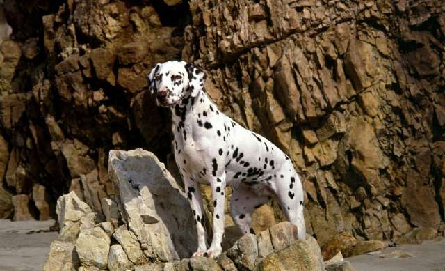 不养灵缇的四大原因（详解：灵缇为什么禁养的原因）