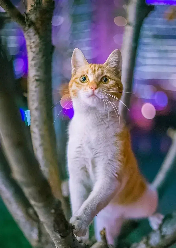 萌猫图片大全（猫咪图片可爱又呆萌）