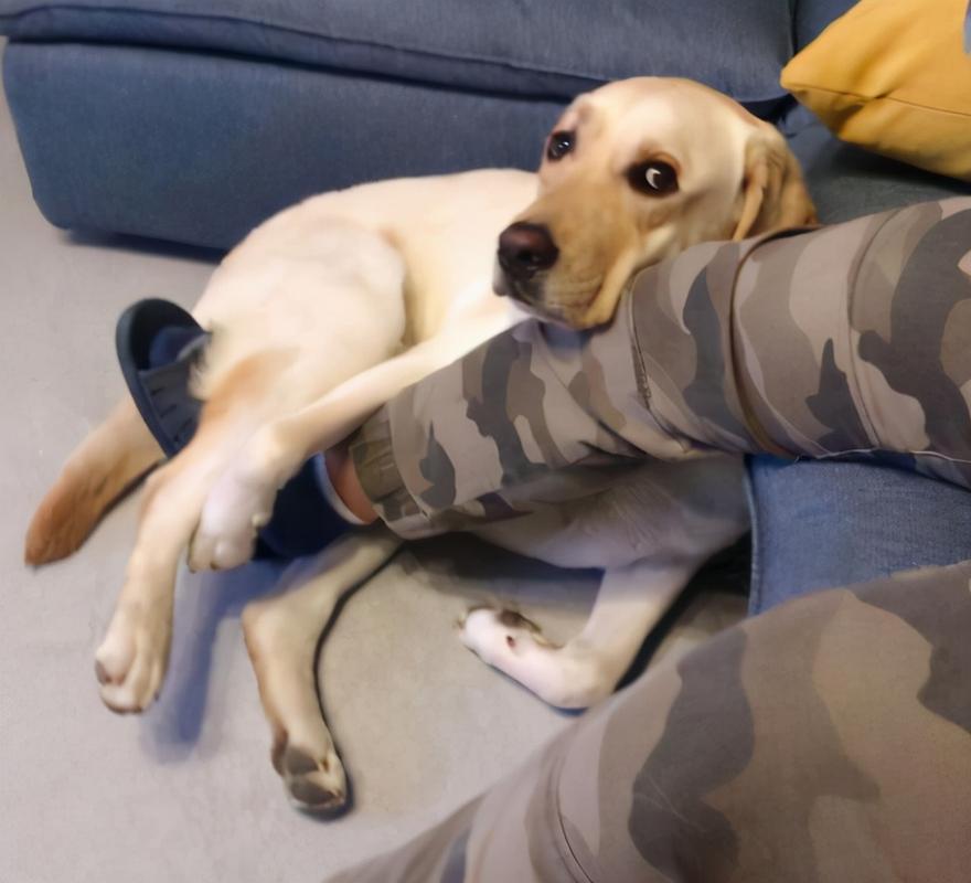 狗狗闻到主人来月经会怎样（会闻并检查主人身体状况等）