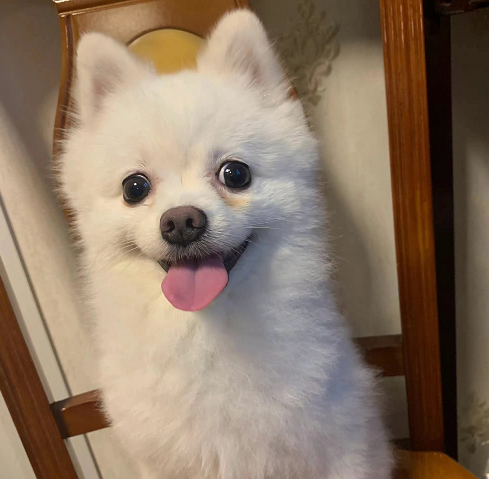 新手养博美入门必备攻略（博美犬怎么喂养）