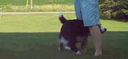 告诉你不养边牧的六个理由（为什么不喜欢养边牧）