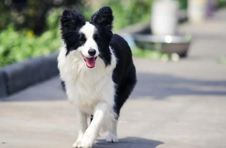 边境牧羊犬的优点和缺点有哪些