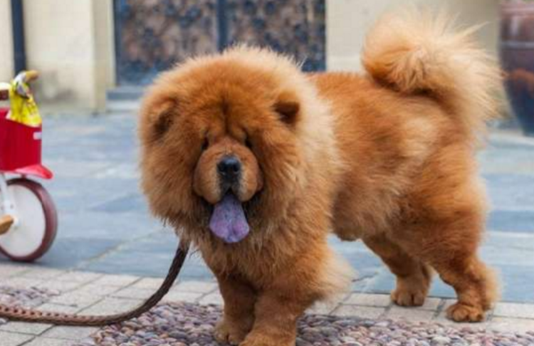 正宗的中华田园犬介绍(中华田园犬有哪些品种)