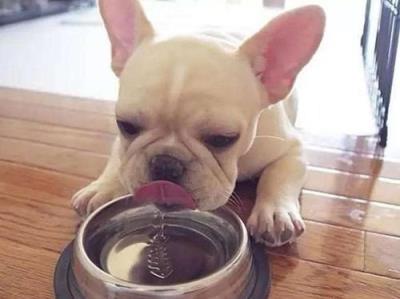 狗狗得什么病会引起大量喝水