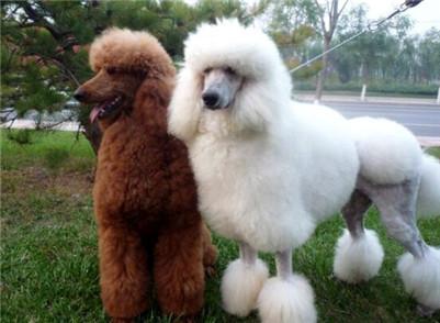 最新的纯种巨贵价格表