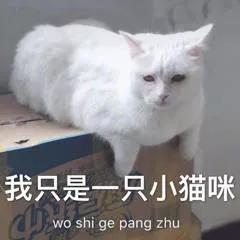 如何防止不绝育公猫乱尿（附：除了绝育能让猫不乱尿的妙招）