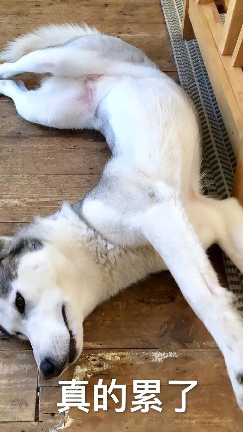 漂亮的狗狗有哪些品种