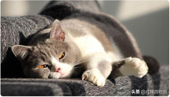 怎么判断是不是猫瘟