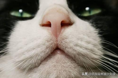 猫生几只最吉利民间说法(猫生了9只民间的说法)