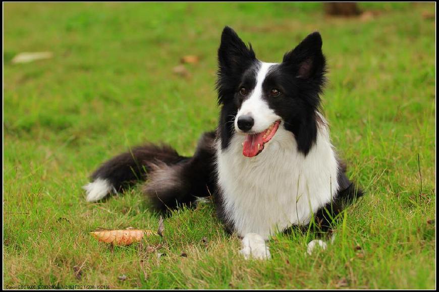 长须牧羊犬怎么养才好（分享长须牧羊犬饲养步骤）