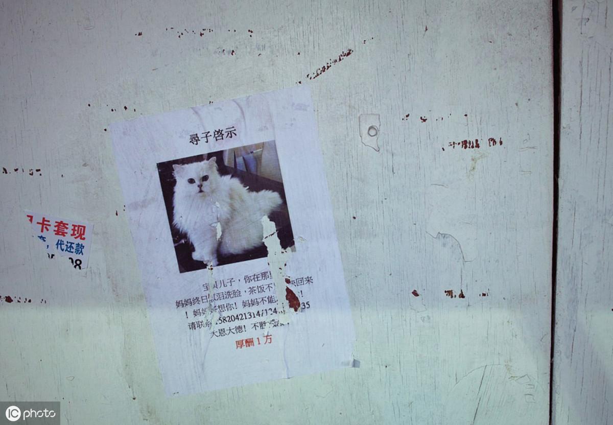 拉布拉多丢了千万别去找(拉布拉多丢了有效找回技巧)