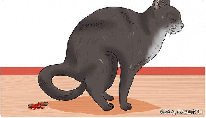 怎么判断是不是猫瘟（附：主人可以通过几个方式来判定）