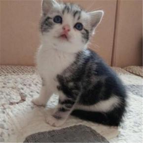 美短幼猫失败品相 怎么看美短猫纯不纯