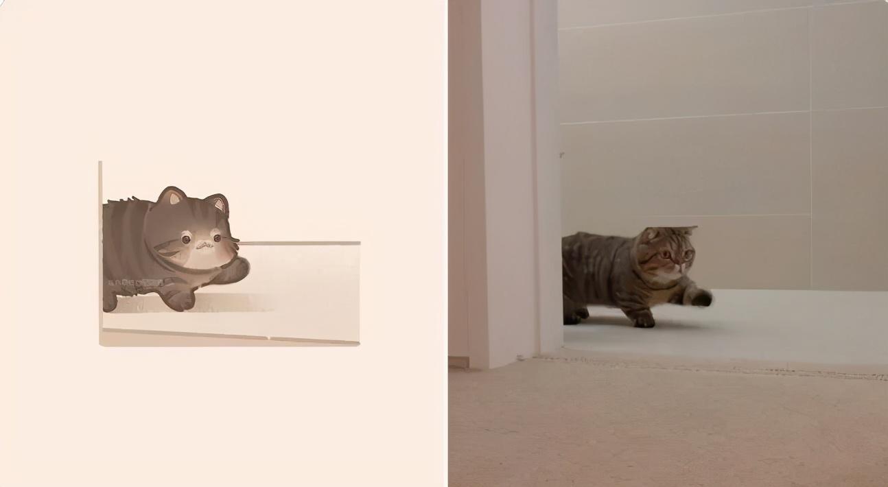 治愈人的猫咪图片合集（盘点抖音最火的猫猫头像）