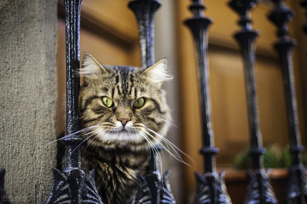 猫四季可能感染哪些病