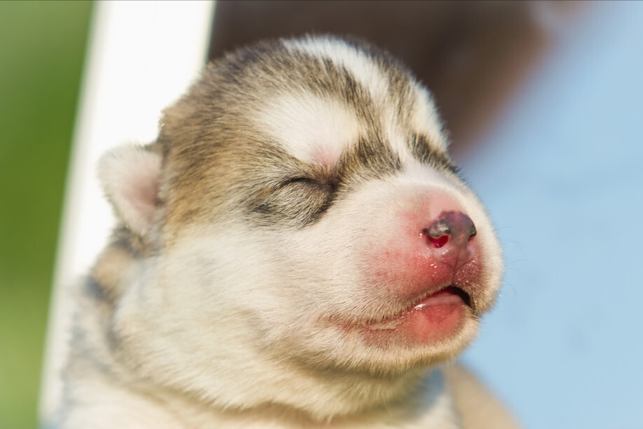 了解哈士奇价格一览表（哈士奇多少钱一只）