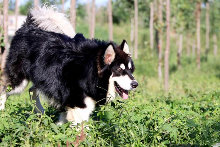 阿拉斯加犬真的好养吗（详解：养阿拉斯加犬的优点和缺点）