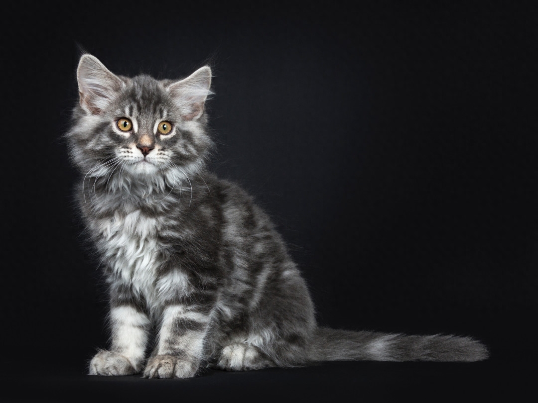 斯芬克斯猫等价格一览表2023（猫奴必备：探秘养猫界的名贵品种）