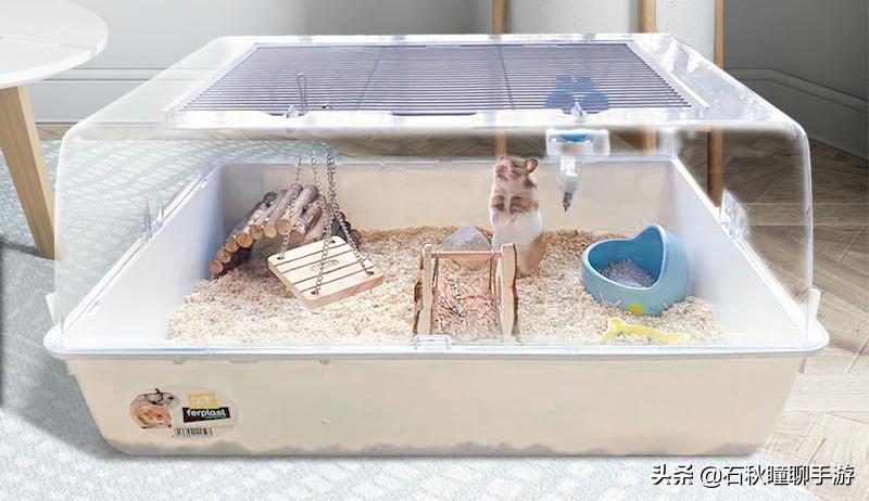 仓鼠会嫌弃笼子小而生气吗(详解:让仓鼠感到舒服的动作)