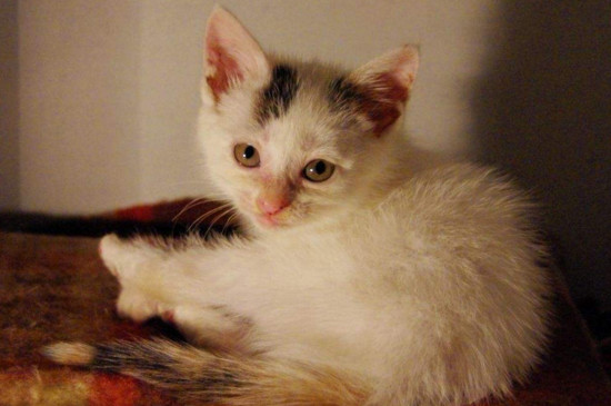 猫发烧多表现为何症状（附：猫咪发烧的治疗方法）