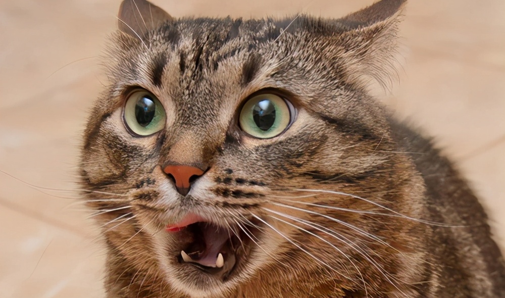 是什么导致猫咪吐黄色的呕吐物（详解：猫呕吐黄褐色液体）