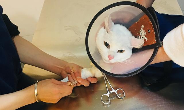 猫三联预防哪些病(猫三联预防哪些病毒)