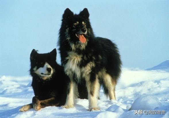 大型雪橇犬种类介绍（详解：雪橇犬有哪几种）