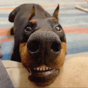 适合家养的短毛小型犬有哪些（常见小型犬品种大全）