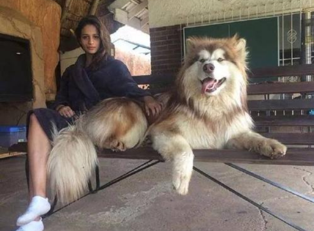 阿拉斯加饲养正确方法（阿拉斯加犬怎么喂养）