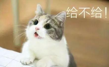 6种方法训练幼猫 猫抱着你的手又咬又蹬