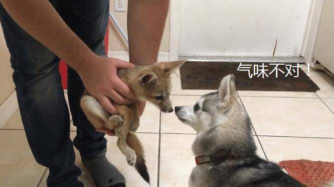 主人带回家一只狐狸，结果二哈闻了好久，感觉气味有点不对