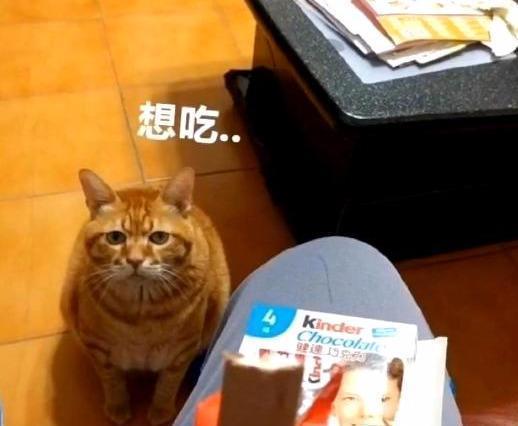 橘猫为什么不建议普通人养（详解：不养橘猫的6个原因）