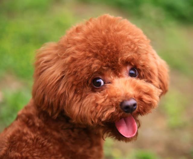 纯种泰迪犬怎么看（了解泰迪纯种特征描述）