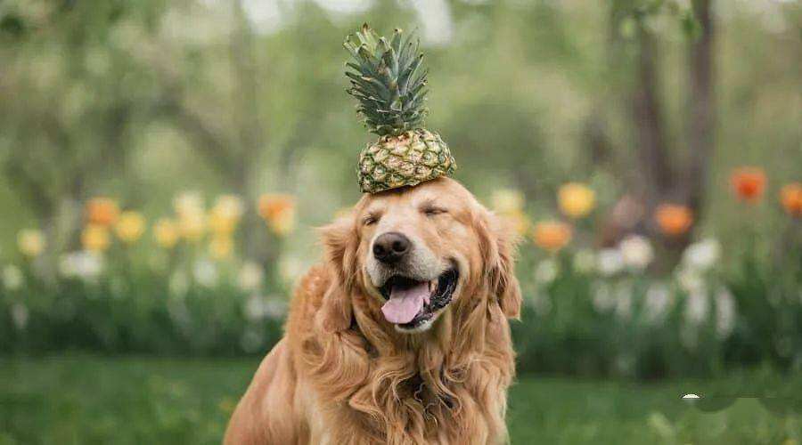 了解狗狗不能吃的水果（狗狗能吃香蕉吗）