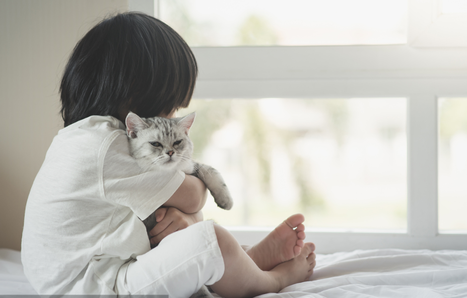 美国短毛猫怎么养(详解:美国短毛猫的优缺点)