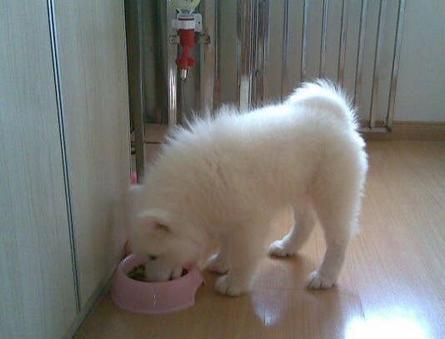 萨摩耶好养吗(告诉你养萨摩耶的4大好处)