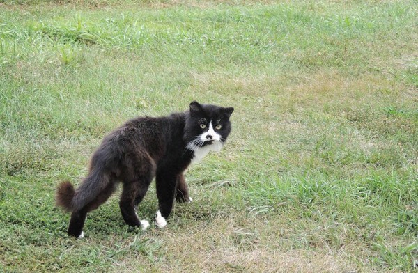 如何预防有害的猫应激反应(附：猫应激反应死亡率不是很高)