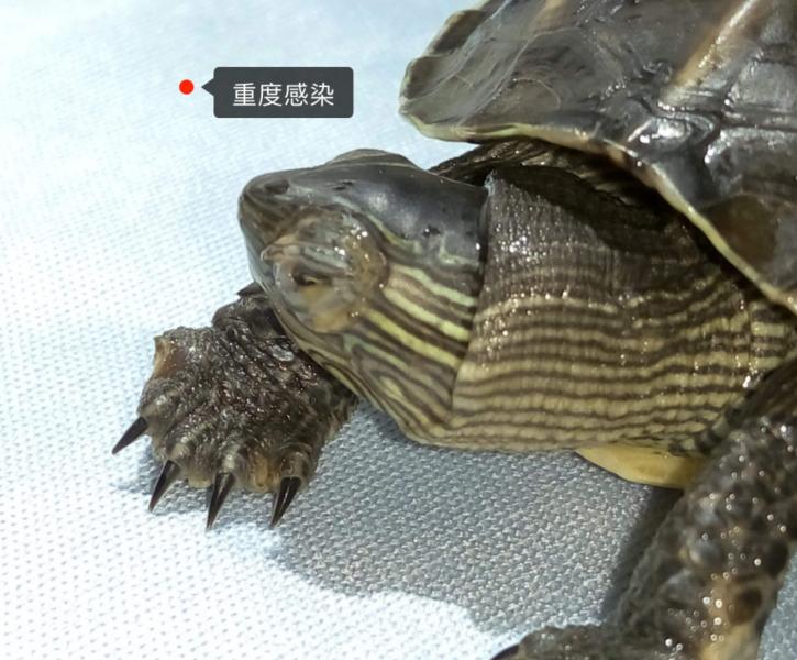 怎么判断乌龟有白眼病（详解：乌龟白眼病不需要把白膜弄下来）