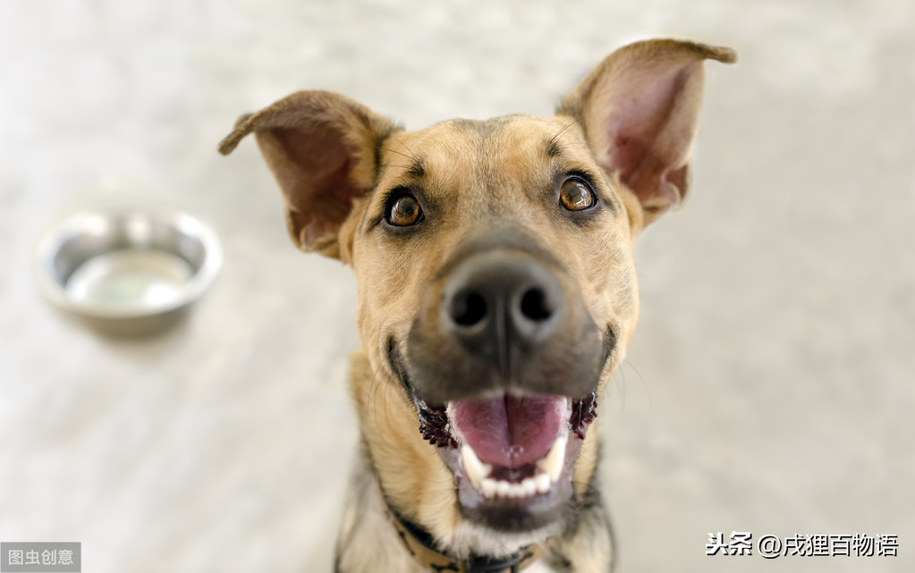 铲屎官被自家狗做了的原因（详解：被养的狗弄了怎么解决）