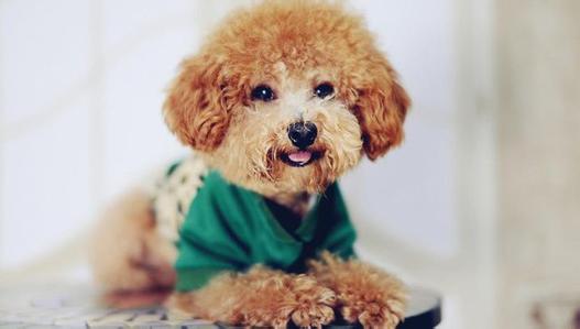 哪些狗适合家养不掉毛(分享最不爱掉毛的狗品种)