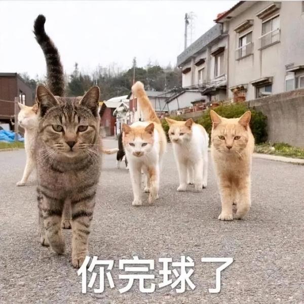 治愈人的猫咪图片合集（盘点抖音最火的猫猫头像）
