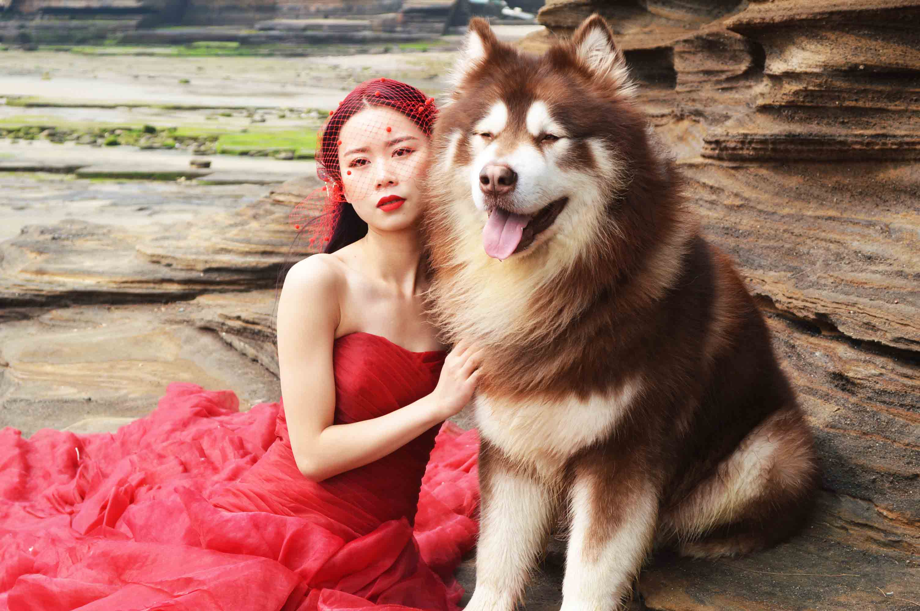 分享五个饲养阿拉斯加犬的理由