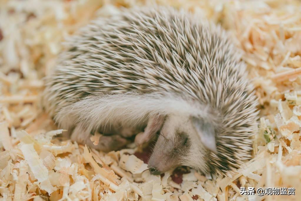 刺猬是杂食动物or肉食动物？（ 养刺猬的优缺点）