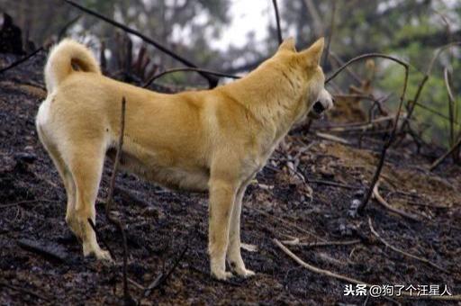 中华田园犬怎么养（养中华田园犬的注意事项）