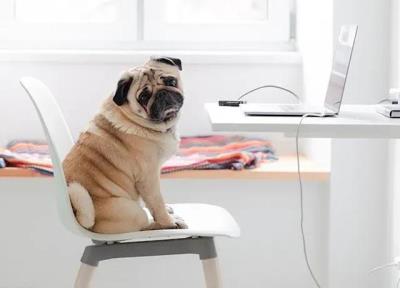 狗狗品种大全及图片真实（最罕见的12个狗品种）