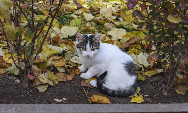 有猫缘的人什么命(猫跟人有缘是什么预兆)