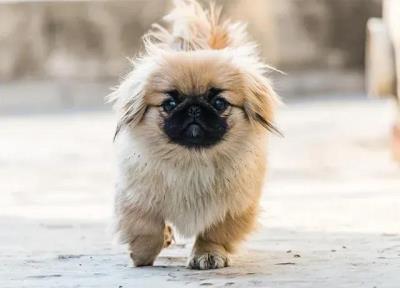 狗狗品种大全及图片真实（最罕见的12个狗品种）