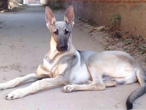 宠物犬排名及图片大全（宠物犬种类大全及名称）