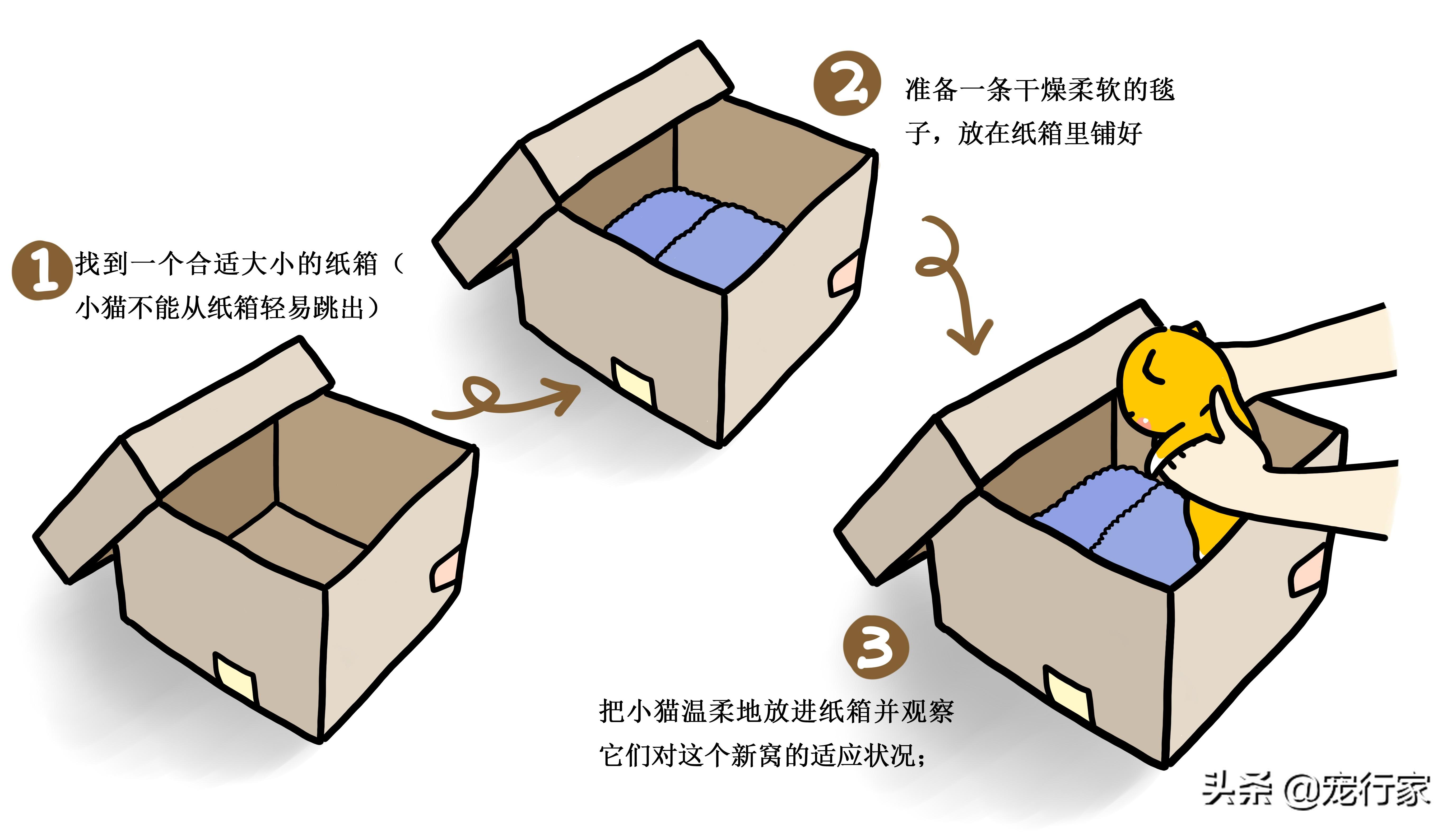 10天小猫没妈妈怎么养（15天左右小猫怎么喂能养活吗）