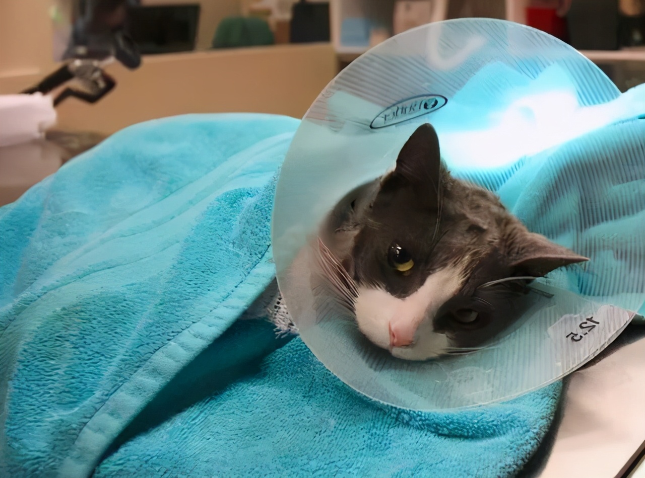 公猫不绝育可以吗(详解:养公猫不绝育有何坏处呢)